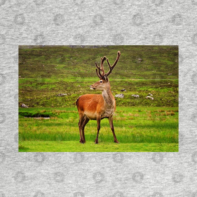 Highland Stag by Jane Braat